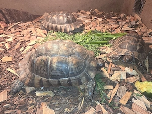 3 Landschildkröten 