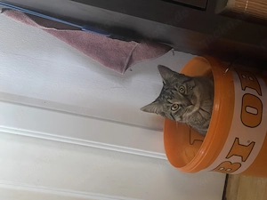 Kater in Vertrauensvolle Hände abzugeben 