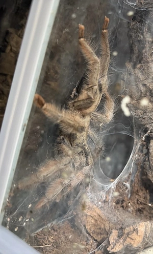Vogelspinne Psalmopoeus pulcher 