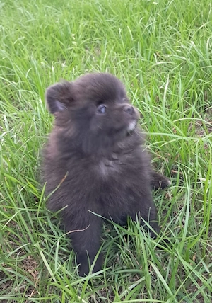 Pomchi welpen