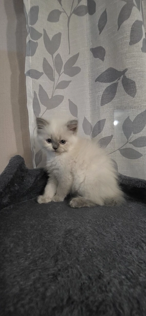 Süßes 10 Wochen altes Katzenmädchen sucht ein liebevolles Zuhause