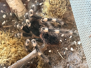 Vogelspinne Acanthoscurria geniculata 