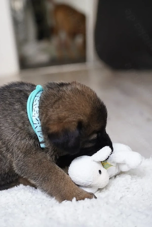 Deutscher Schäferhund x Bordeaux-Doggen-Mix Welpen 