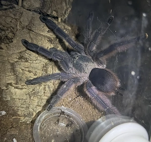 Vogelspinne Tapinauchenius polybotes