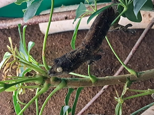 Mniarogekki chahoua Flechtengecko                                                                   