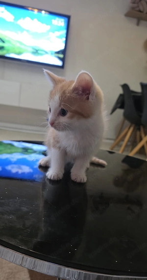    Süßer orange-weißer Kater sucht liebevolles Zuhause    Unser kleiner Kater ist 1 Monat alt