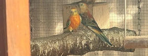 Singsittich 