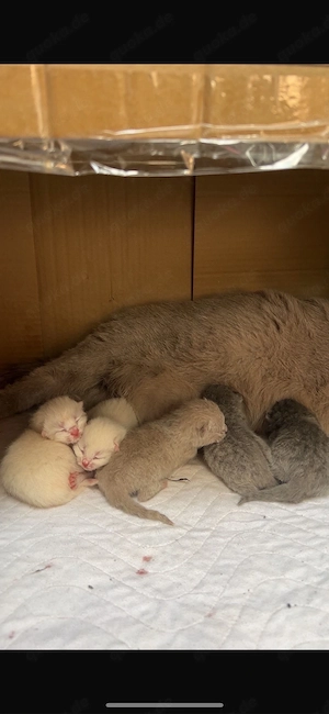 Bkh  kitten 