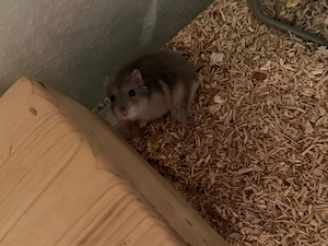Hamster mit Zugehör zu verkaufen 
