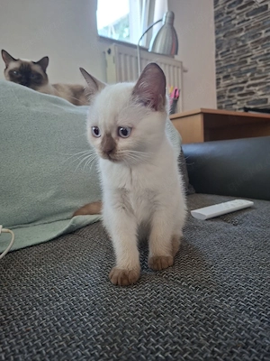  Mischlings-Kätzchen  Bild 6