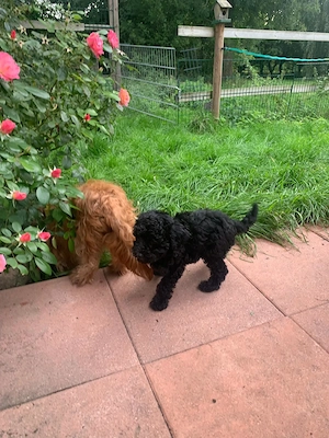 Zwergpudel Yorkshire Terrier Mix Welpen Rüde