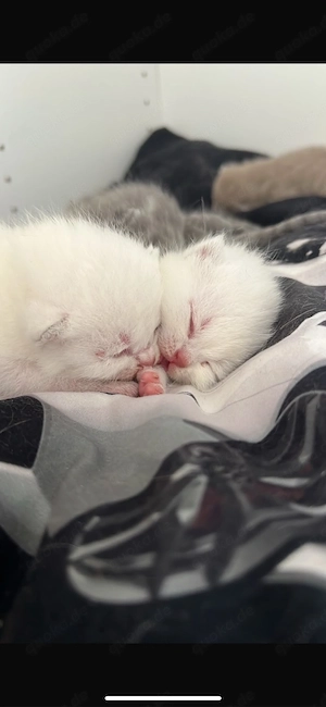 bkh kitten 