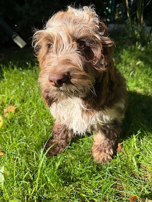 Zauberhafte Cockerdoodle im einzigartigen Fellkleidchen 