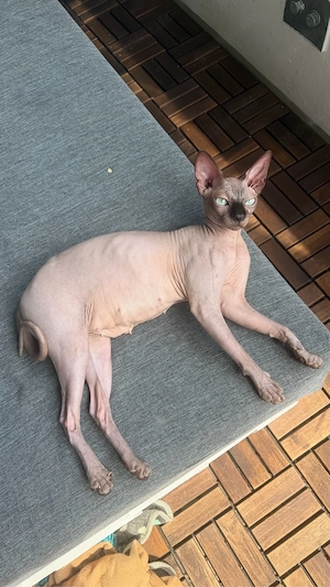 Sphynx Deckkater gesucht   Bayern 