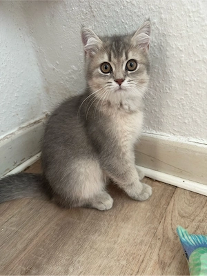 Britisch Kurzhaar Kater   3 Monate alt   sucht liebevolles Zuhause     