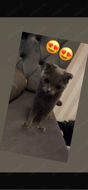 Wunderschöne Hauskatzen Dame