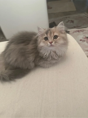    Britisch Langhaar Katze   weiblich   3 Monate alt     