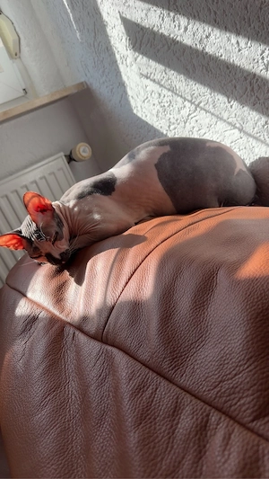 sphynx kater kastriert