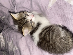 Baby Kätzchen 