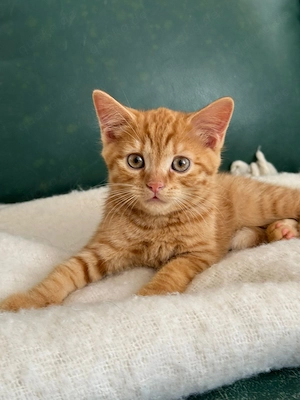 BKH Mix Kitten 