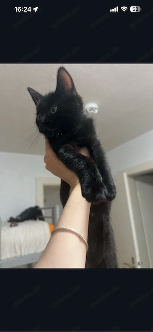 Hauskatze, 6 Monate alt