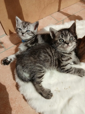 wunderschöne Britisch Kurzhaar Kitten
