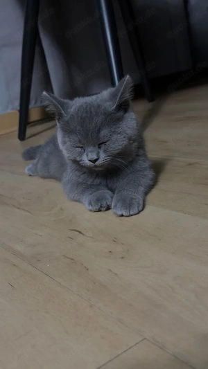BKH Katze 8 Wochen alt zu verkaufen 