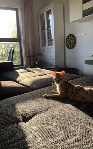 Reinrassige Bengalkatze sucht neues Zuhause 