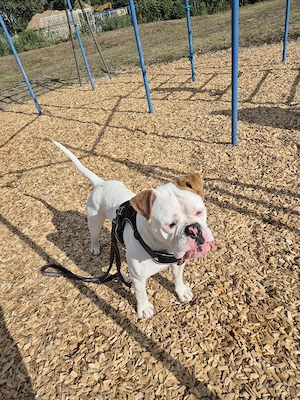    Old English Bulldog sucht sein Für-immer-Zuhause     