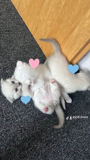wunderschöne kitten 
