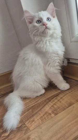 Wunderschönes Neva Masquerade Kater