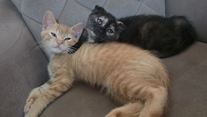baby katzen 