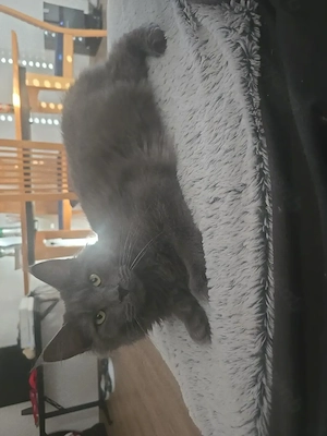 Main coon kater