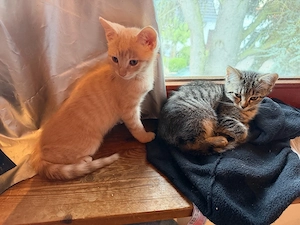 EKH Kitten Babys