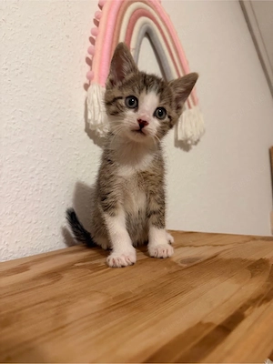 bkh ekh kitten ab sofot abgabebereit