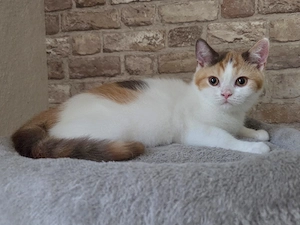 BKH Britisch Kurzhaar Katze Tortie Choco 