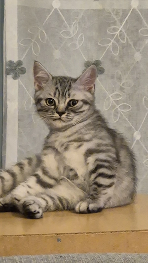 BKH Kitten
