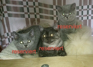 Nur noch zwei wunderschöne reinrassige BKH-Ladys suchen ein liebevolles Zuhause