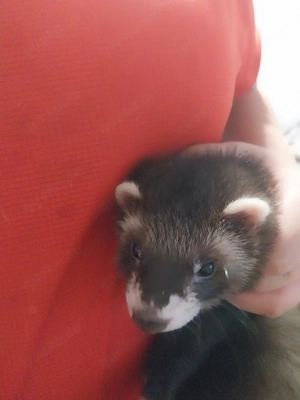 Frettchen Pärchen 