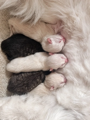 5 wunderschöne BLH Kitten. Reservierung möglich. Abgabe ab 17.11.2026