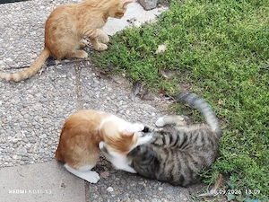 Junge Kitten 