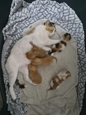 5 bezaubernde BKH Mix Kitten 