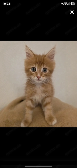 main coon kater