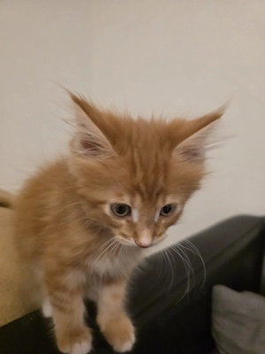 Süßer waldkatze 