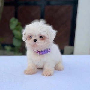 Shih-Tzu-Welpen, Rüden und Hündinnen.