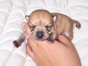 2 Wunderschöne Chihuahua Welpen 