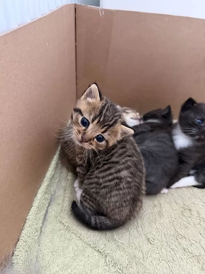 Baby Kätzchen 