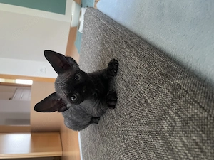 Kitten Katze Devon Rex Sphynx 