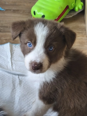 Traumhaft schöne Australian Shepherd Welpen, Hündinnen und Rüden 