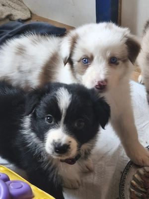 Traumhaft schöne Australian Shepherd Welpen, Hündinnen und Rüden 